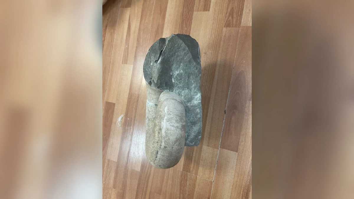 Древние моллюски, которые нашли у студента. Фото © ФТС России