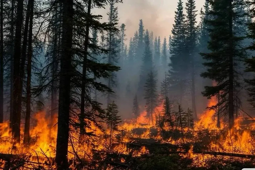 Лесные пожары. Обложка © Life.ru / Шедеврум