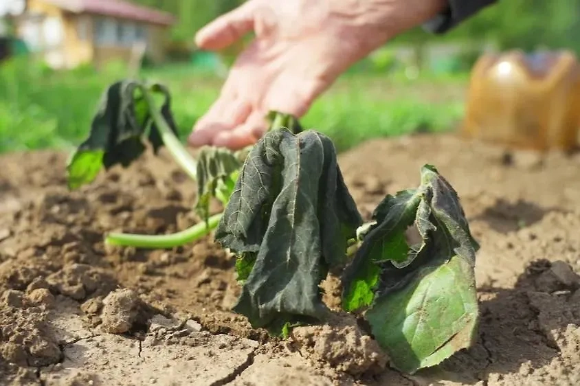 Будут ли заморозки в мае: прогноз погоды на ночи 13 и 14 мая 2025 года. Фото © Shutterstock / FOTODOM / woff