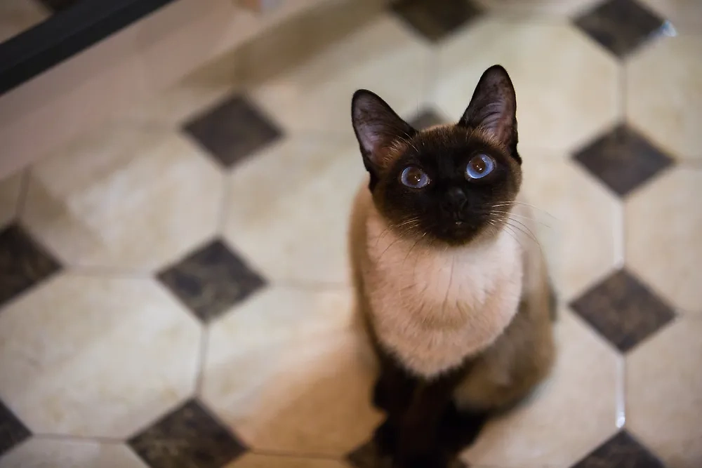 Миниатюрная порода кошек скиф-той-боб — сделано в России! Создательница породы живёт на юге РФ. Фото © Shutterstock / FOTODOM / PolinaBright