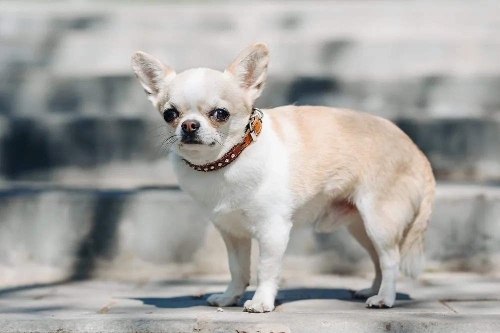 Чихуахуа стала одной из самых популярных пород. Обложка © Shutterstock / FOTODOM / Anton Pentegov