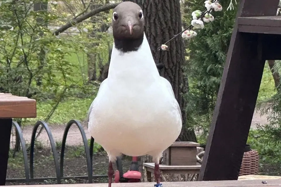 Чайка-англичанка. Обложка © Telegram / Санкт-Петербург online | Saintpgo