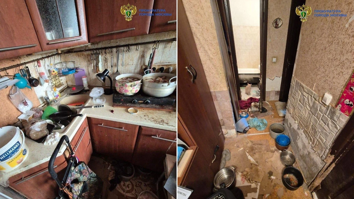 В квартире на севере Москвы обнаружили 13 собак и 18 кошек. Фото © Telegram / ПРОКУРАТУРА МОСКВЫ