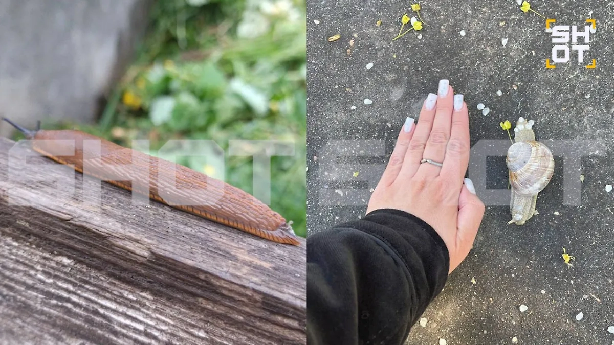 Испанские слизни и виноградные улитки накрывают центральные регионы России. Обложка © SHOT