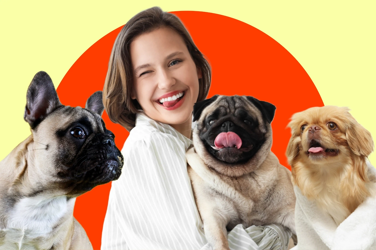 Комнатные собаки: 6 пород, которые созданы для квартирной жизни. Обложка © Life.ru, фото © Shutterstock / FOTODOM / Pixel-Shot, Cavan-Images, New Africa