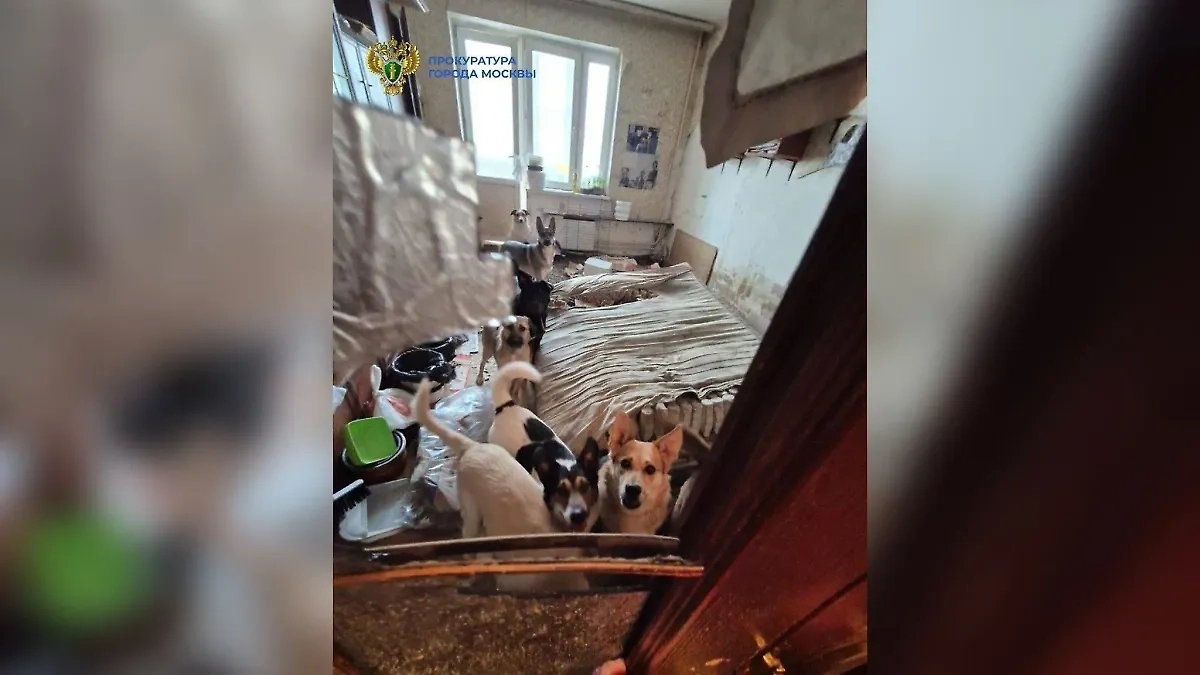 В квартире на севере столицы обнаружили 13 собак и 18 кошек. Обложка © Telegram / ПРОКУРАТУРА МОСКВЫ