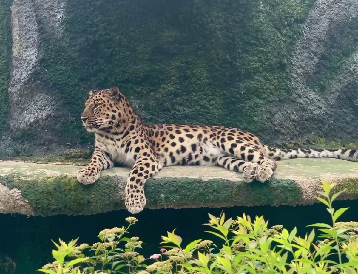 Леопард Мизер. Фото © Telegram/Московский зоопарк