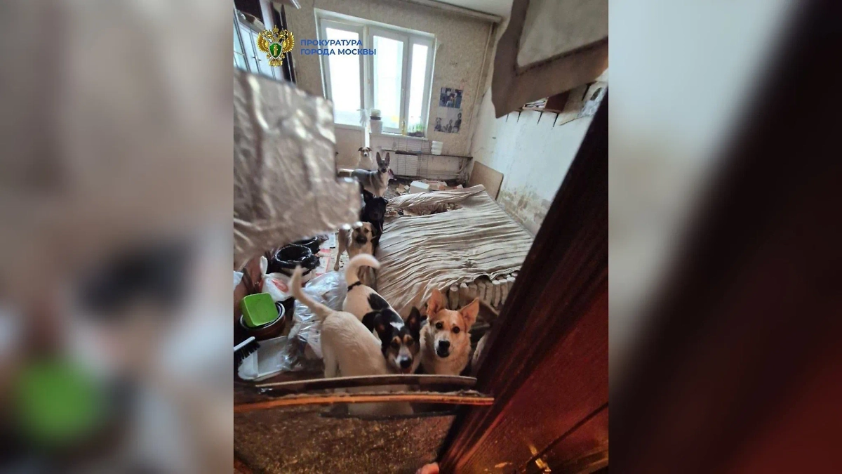 В квартире на севере Москвы обнаружили 13 собак и 18 кошек. Обложка © Telegram / ПРОКУРАТУРА МОСКВЫ