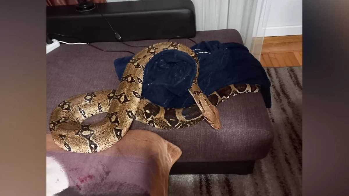 Удав напал на хозяйку в Новороссийске. Обложка © Telegram / SHOT