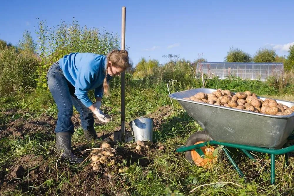 Дачники больше не хотят выращивать картофель на приусадебных участках. Фото © Shutterstock / FOTODOM / Alexey Fursov