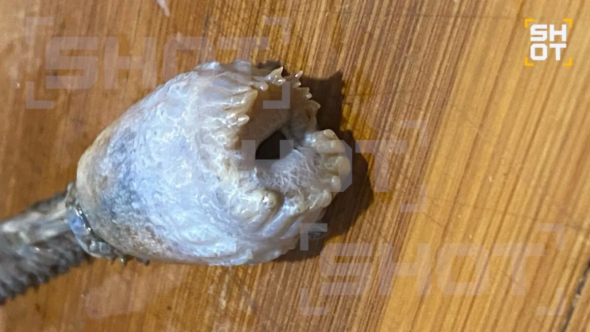 Неизвестный морской вид, найденный в рыбе. Обложка © Telegram / SHOT