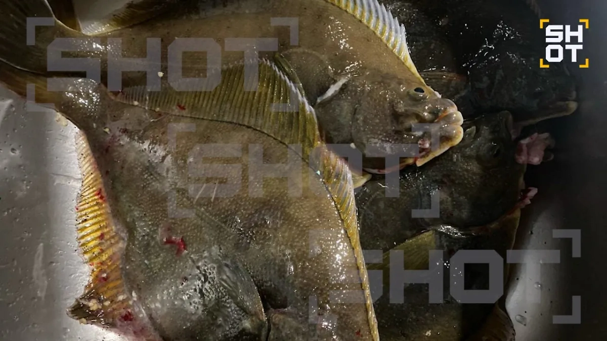 Неизвестный морской вид, найденный в рыбе. Обложка © Telegram / SHOT