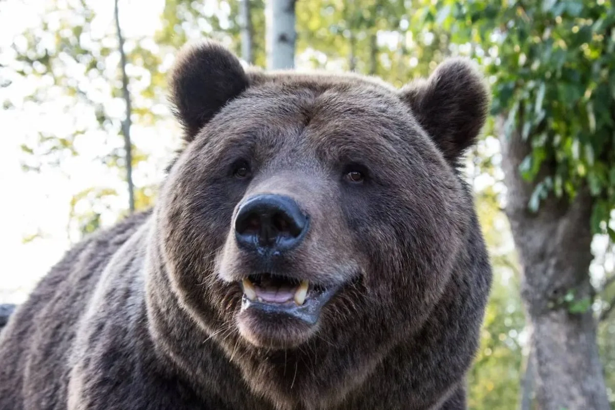 Мансур. Обложка © Telegram / Медведь Мансур