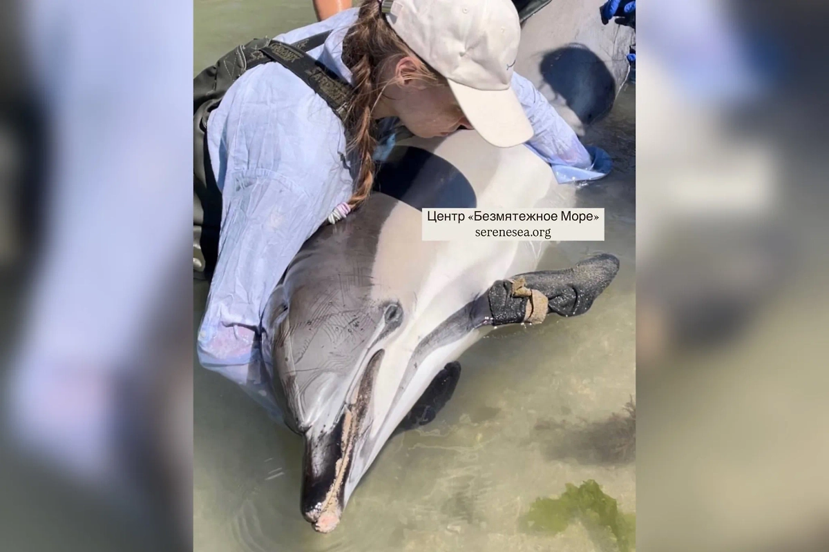 Обложка © Telegram / Центр «Безмятежное Море»