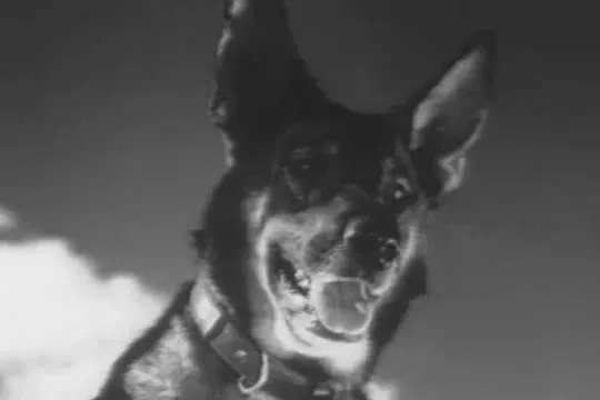 Топ-7 культовых фильмов о пограничниках из СССР, которые смотрел каждый. Фото © Кадр из фильма «Джульбарс», режиссёр Владимир Шнейдеров / Kinopoisk