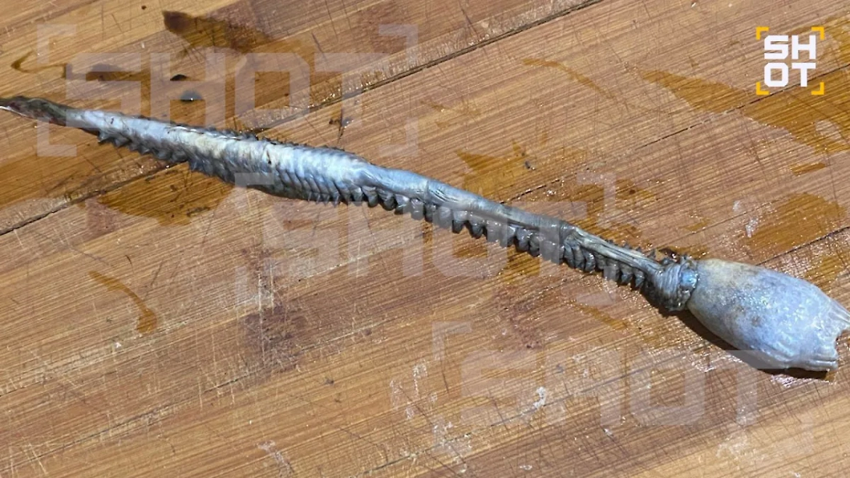 Неизвестный морской вид, найденный в рыбе. Обложка © Telegram / SHOT