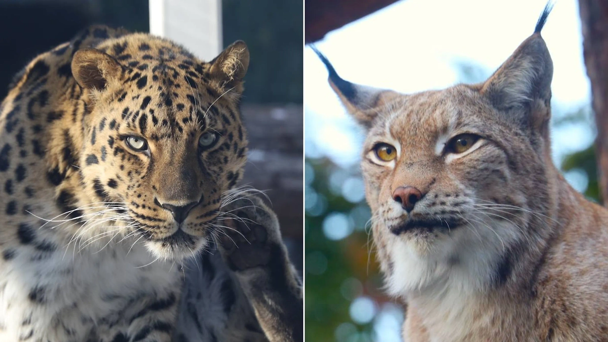 Обложка © Telegram / Московский зоопарк