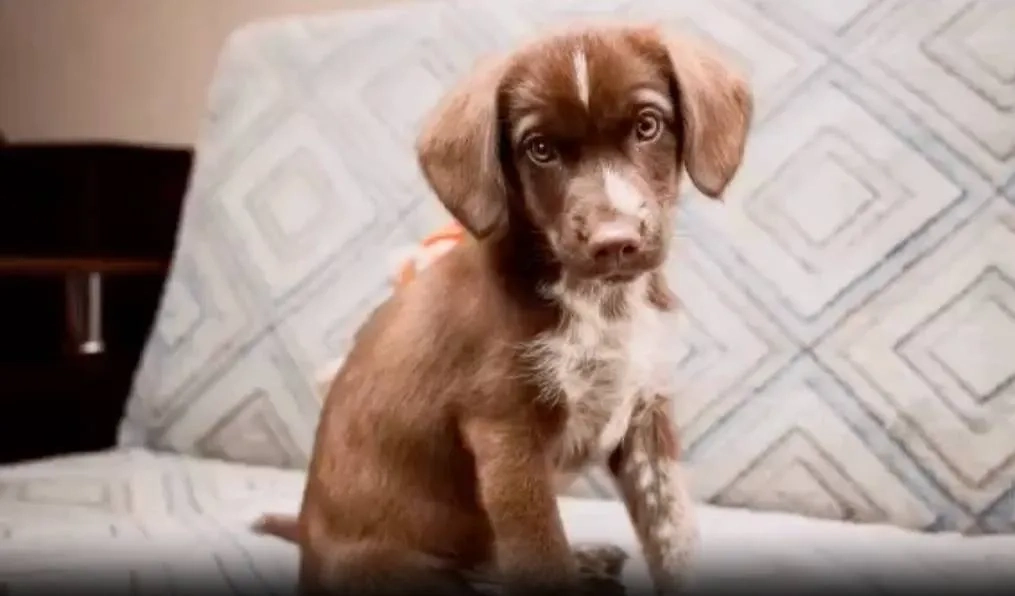 Обложка © Telegram/ Омская полиция