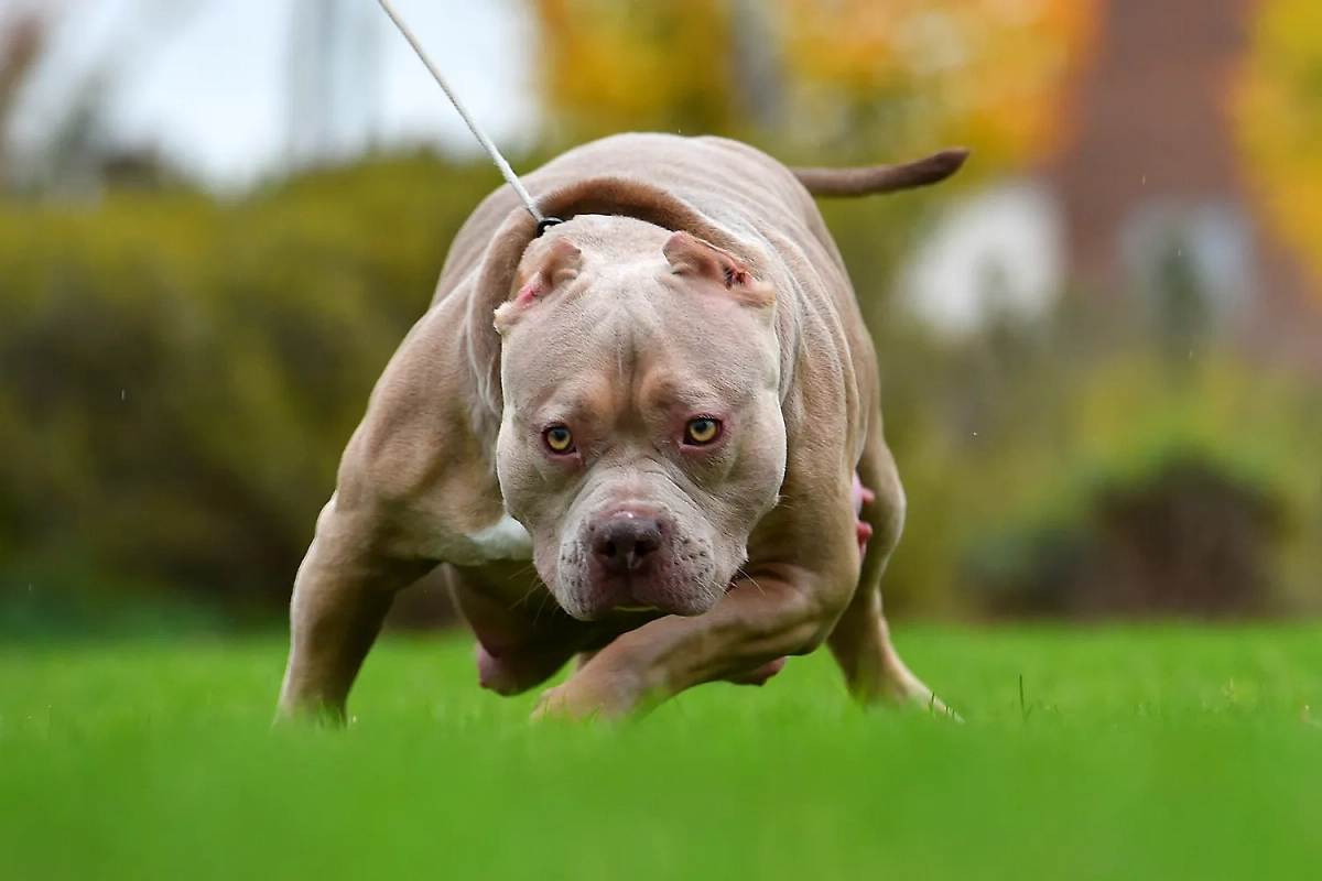 Американские булли выглядят как настоящие решалы, но обладают весёлым и игривым нравом. Обложка © Shutterstock / FOTODOM / alberto clemares exposito