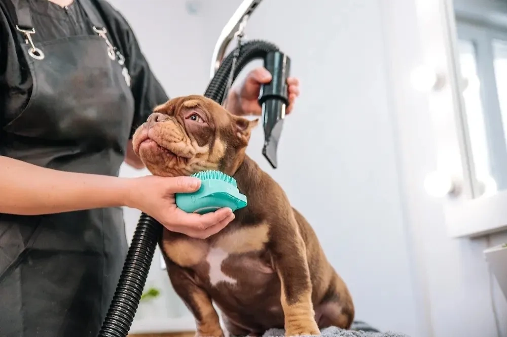 Булли не следует часто мыть — достаточно одного раза в 2–3 месяца. Фото © Shutterstock / FOTODOM / Julia Suhareva