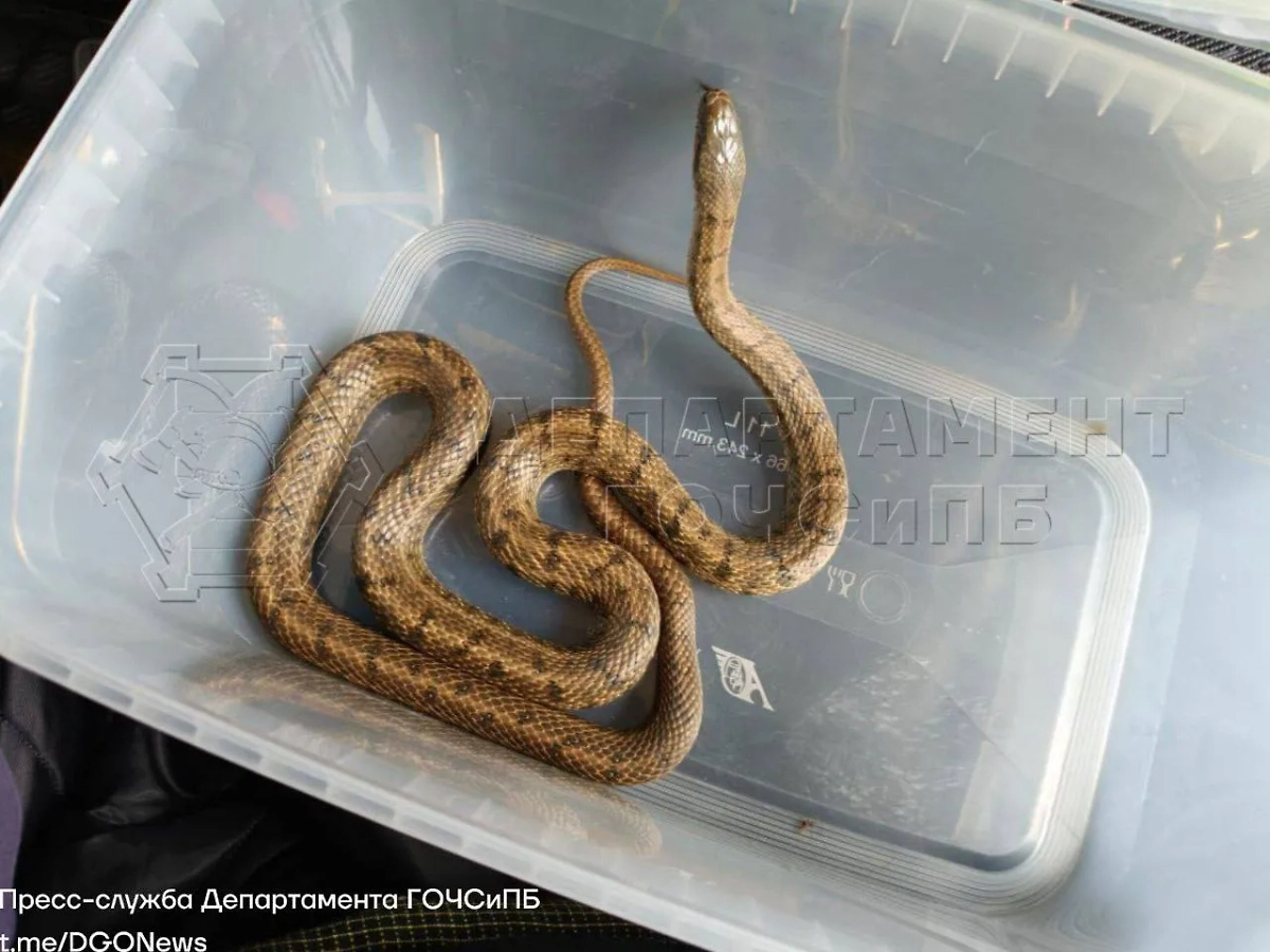 Змея. Фото © Telegram / ЧСтные новости Москвы