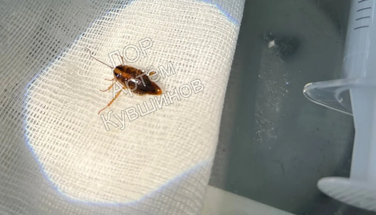 Таракан. Фото © Telegram / Бокал прессека