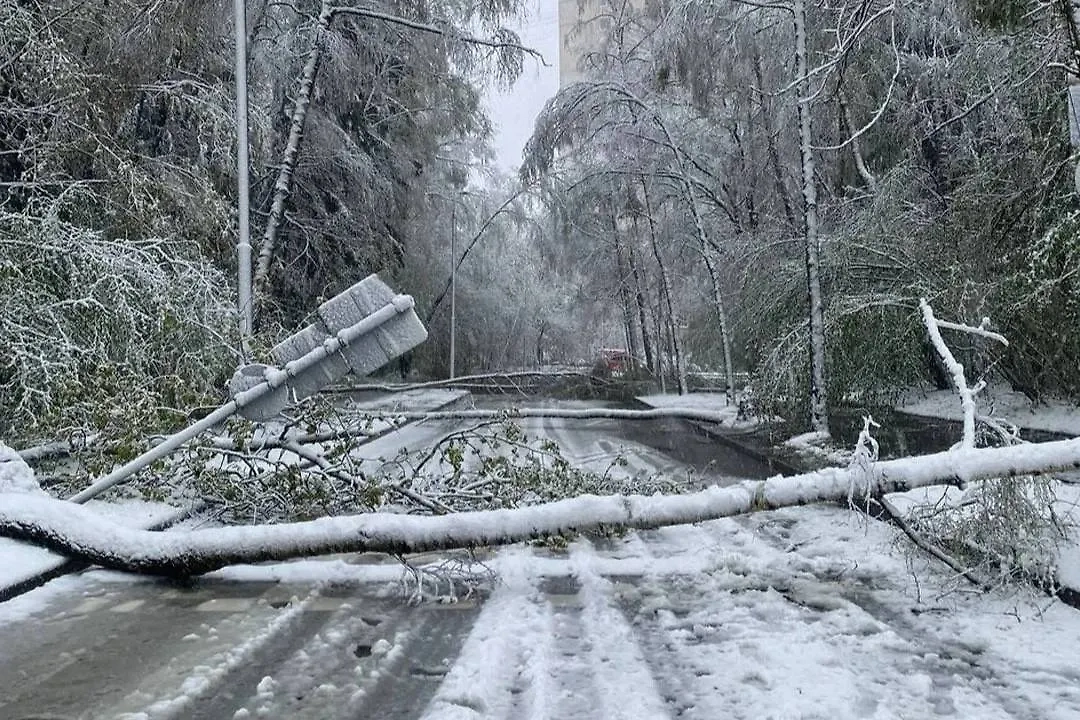 Перекрытая упавшими деревьями дорога. Обложка © Telegram / SHOT