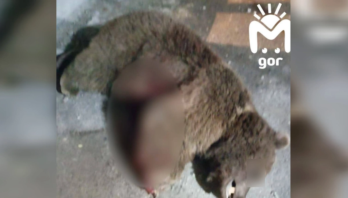 Убитое животное. Фото © Telegram / Mash Gor