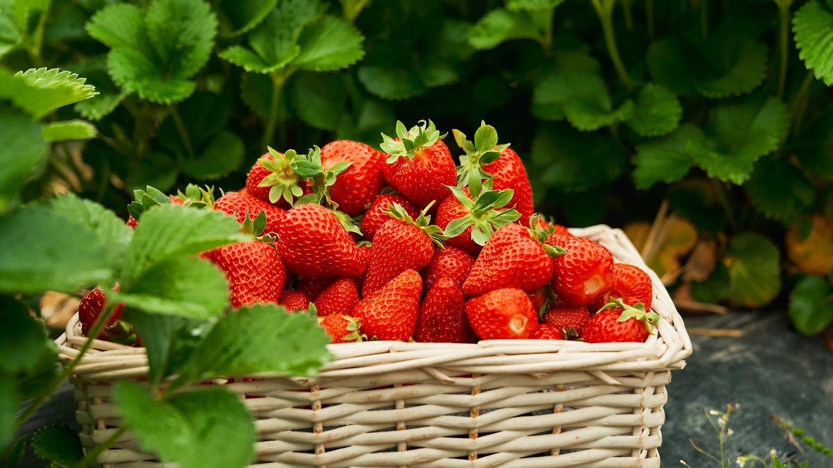 Сезон клубники наступает уже в конце мая. Обложка © Freepik