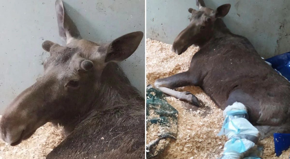 Лосёнка готовят к операции. Фото © Life.ru