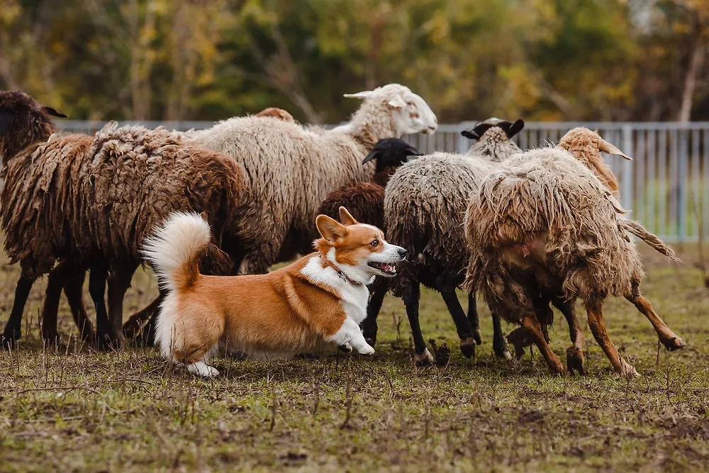 Обложка © Shutterstock / FOTODOM / Pchela Vladimir