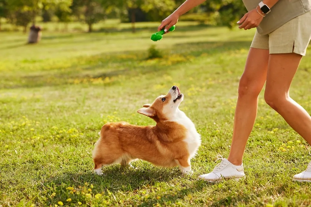 Корги — очень активная собака. Фото © Shutterstock / FOTODOM / sergey kolesnikov