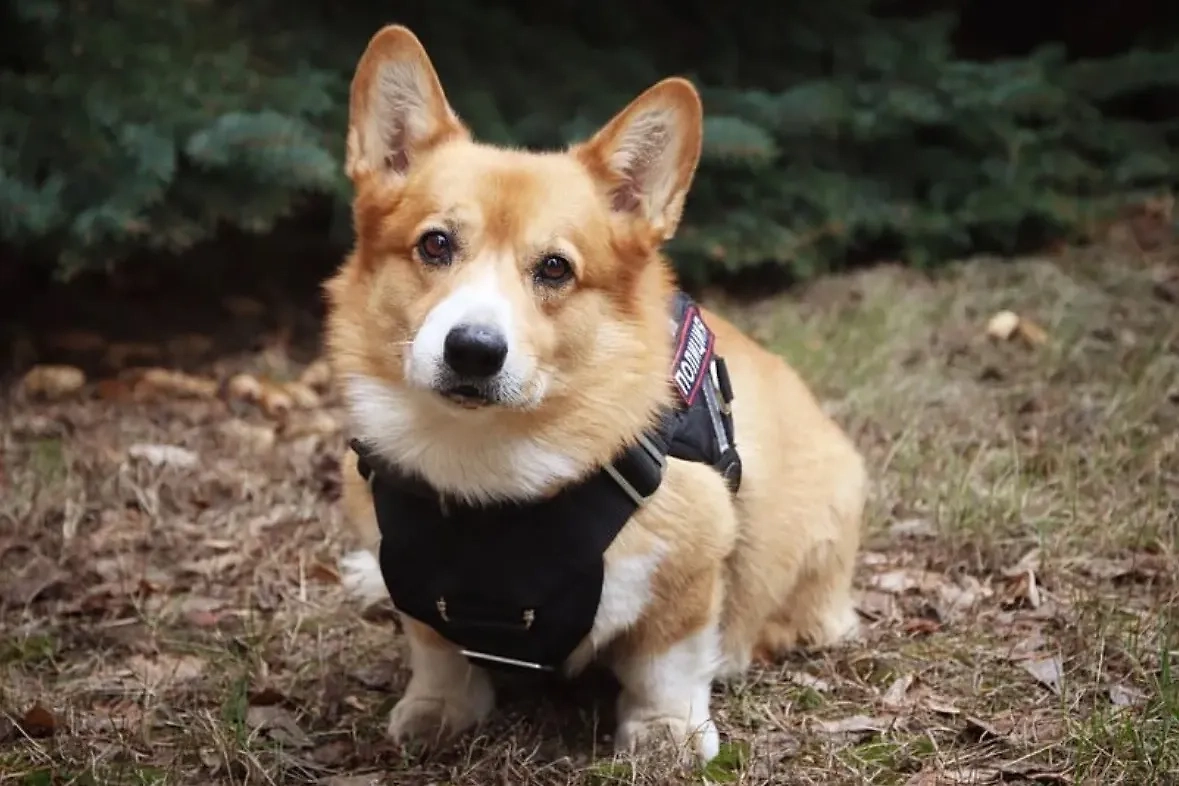 Единственный полицейский-корги в России служил в Нижегородской области. Фото © Instagram (признан экстремистской организацией и запрещён на территории Российской Федерации) / corgi_police_dog