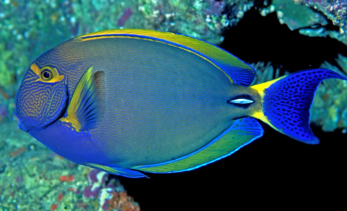 Рыба-хирург. Обложка © wikipedia