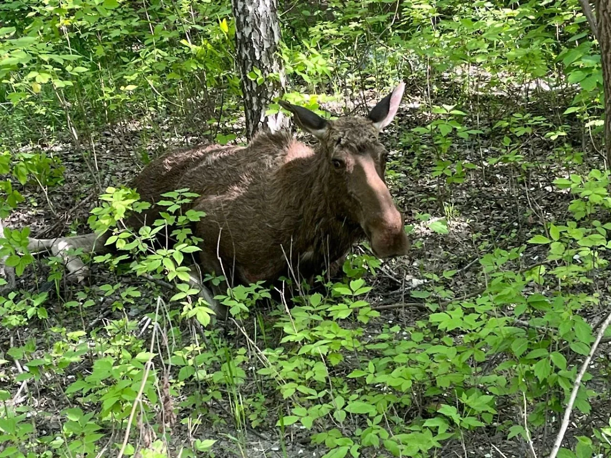 Сбитая лосиха. Обложка © Telegram / ГКУ НСО ЦОДД