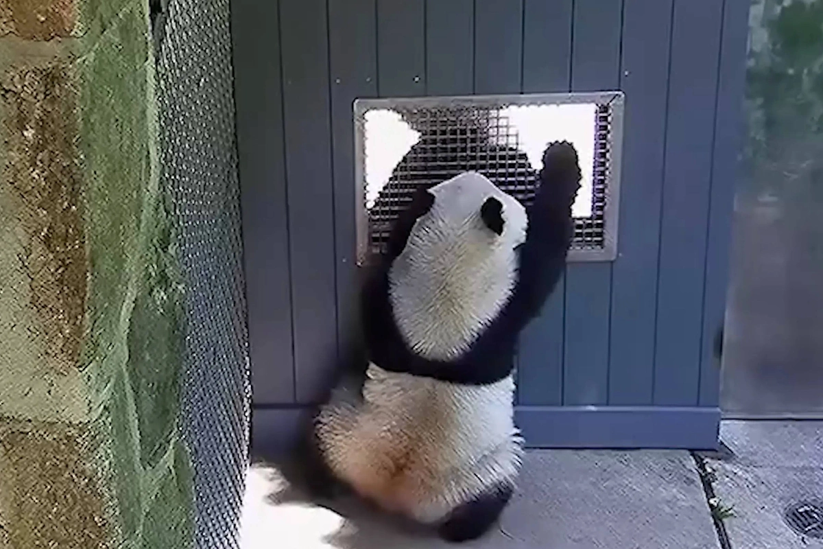 Обложка © Facebook (соцсеть запрещена в РФ; принадлежит корпорации Meta, которая признана в РФ экстремистской) / Smithsonian’s National Zoo and Conservation Biology Institute