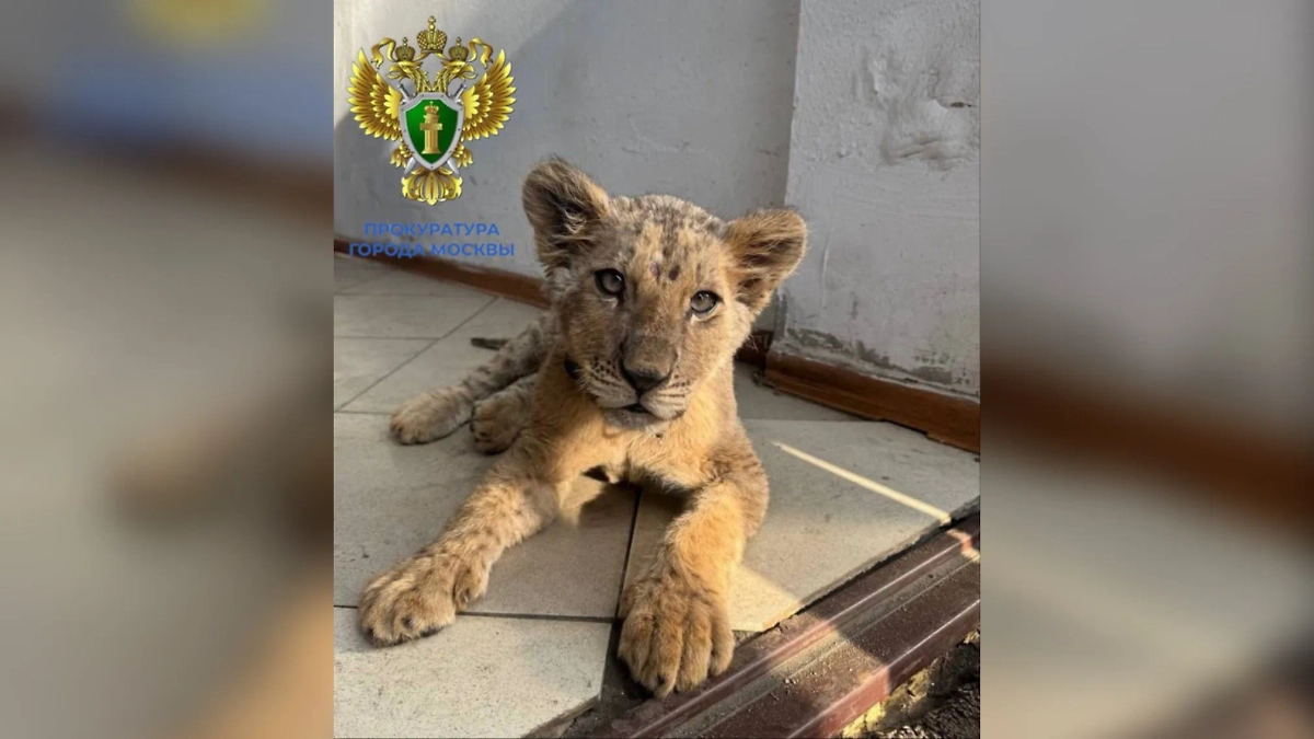 Азиатский лев. Обложка © Telegram / ПРОКУРАТУРА МОСКВЫ