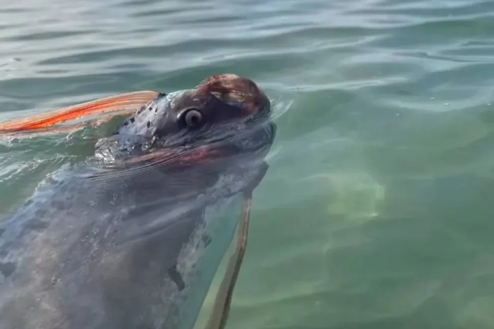 Сельдяной король. Фото © Instagram (признан экстремистской организацией и запрещён на территории Российской Федерации) / newbajamex