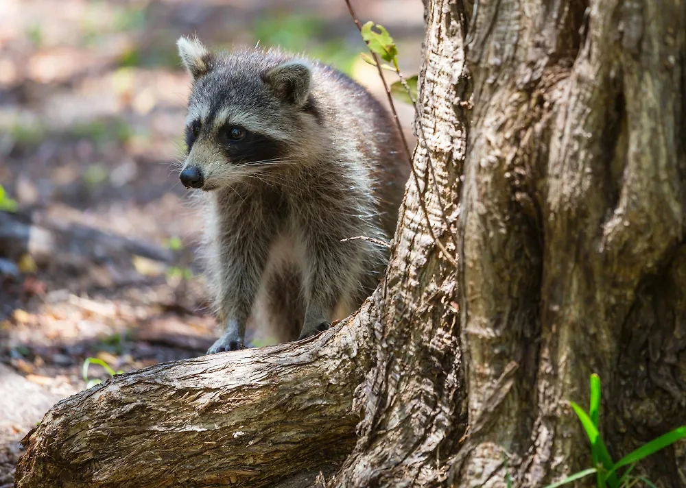 Обложка © freepik/kamchatka
