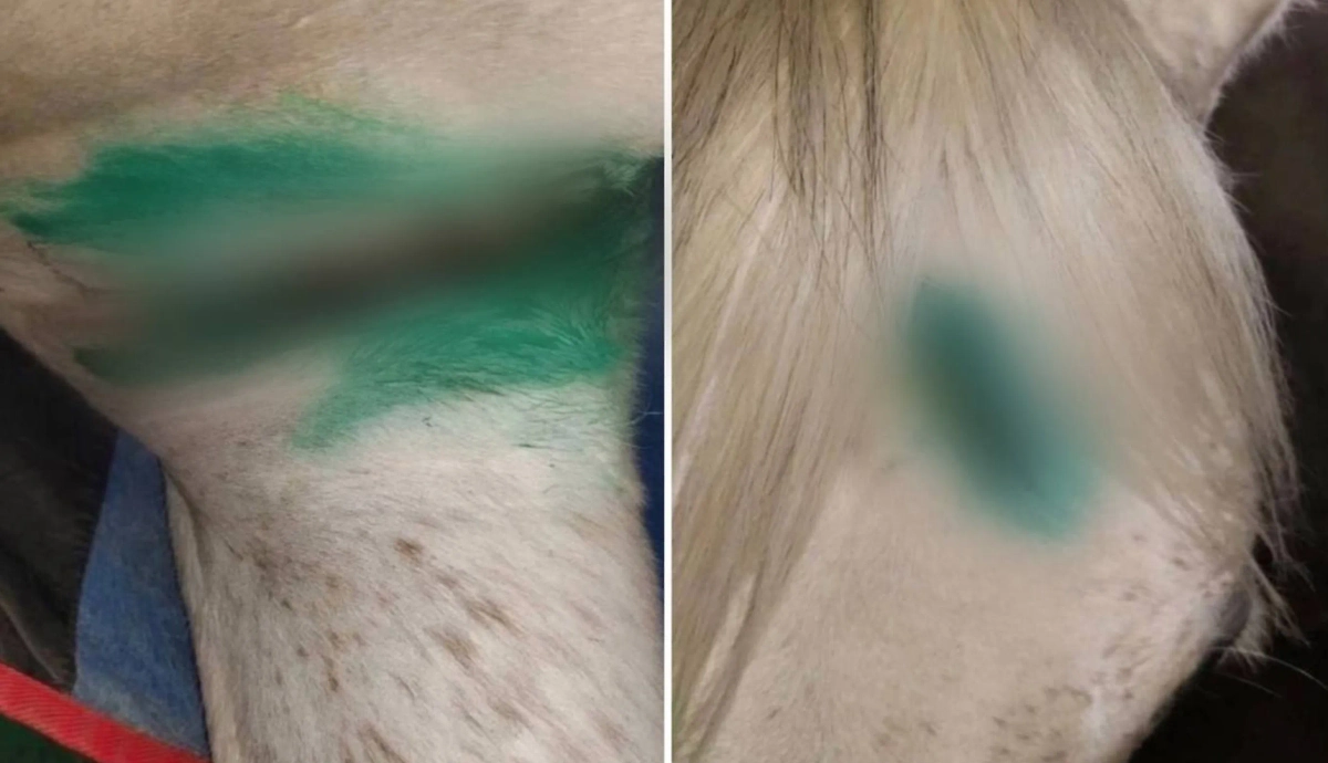 Пострадавшая от избиений лошадь. Фото © VK / Подслушано. Нижний Новгород.