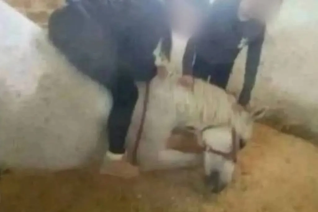 В Нижнем Новгороде девочки избили лошадь. Фото © VK / Подслушано. Нижний Новгород.