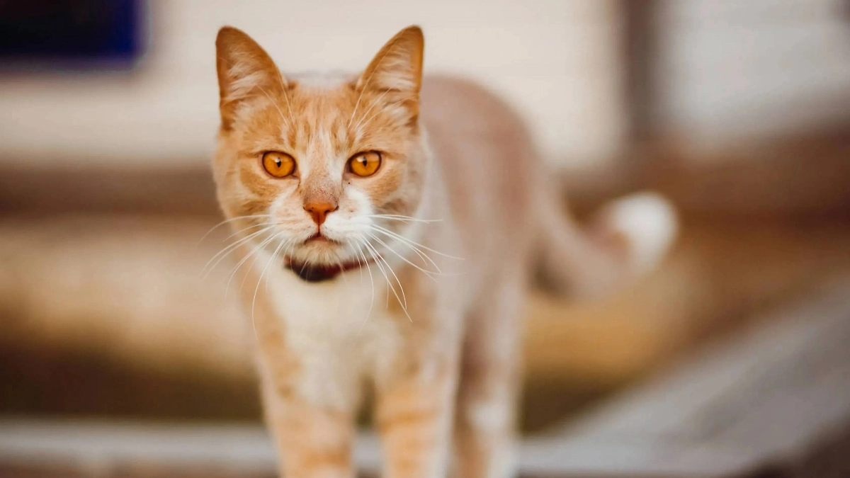 На Тимофея Грядочника нужно бояться двух вещей. Фото © Freepik