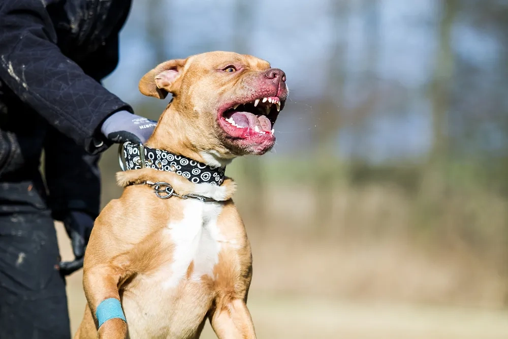 Какие собаки могут напасть на ребёнка без предупреждения. Фото © Shutterstock / FOTODOM / Aneta Jungerova