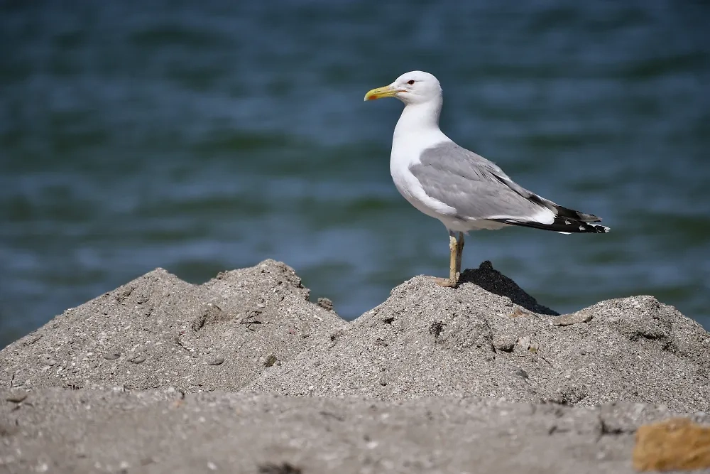 Обложка © РИА Новости / Константин Михальчевский