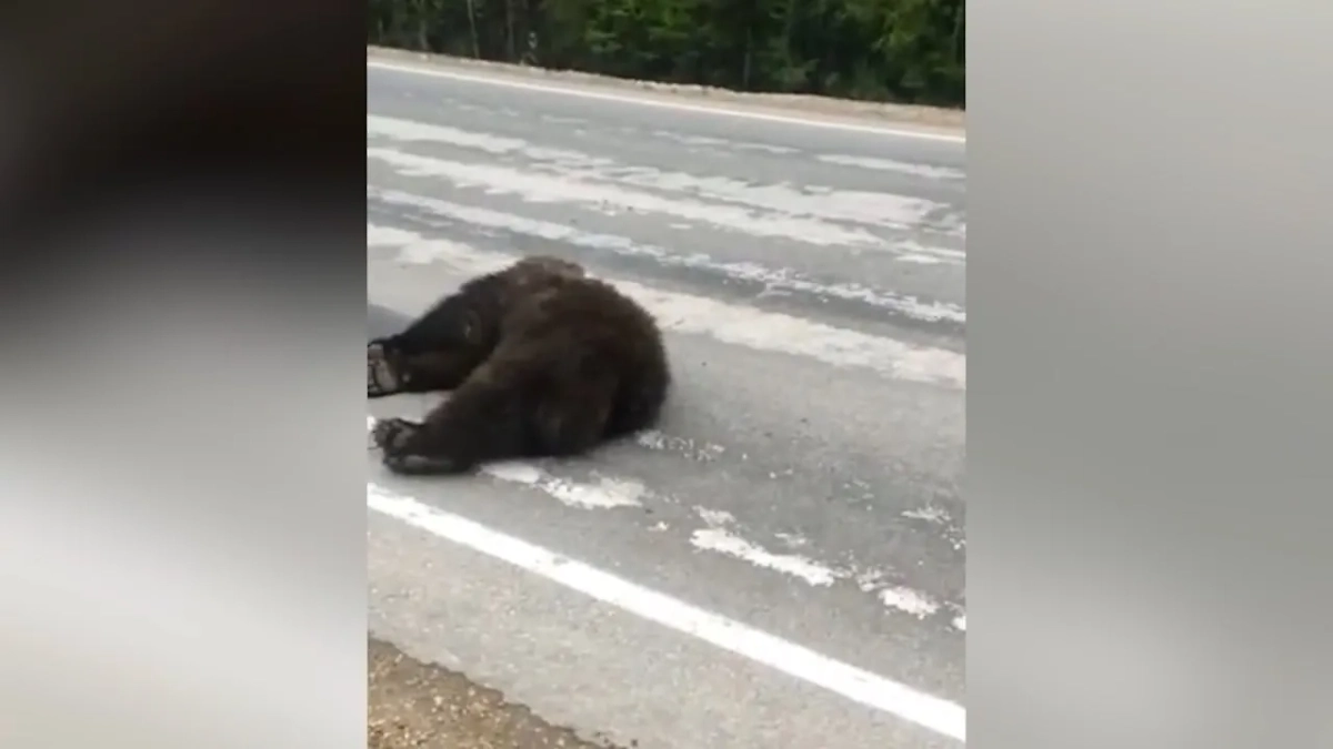 Обложка © Telegram / SHOT