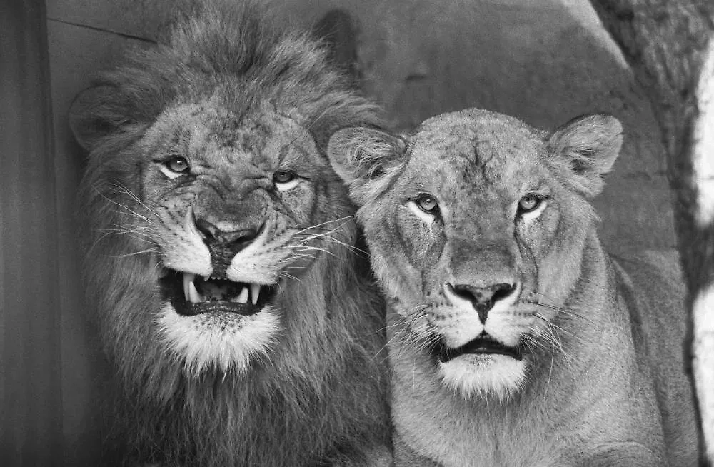 Сотрудники Ленинградского зоопарка ни на день не прекращали его работу, совершив свой подвиг в эти мрачные времена. Фото © ТАСС / Блохин Максим, Куртов Иван