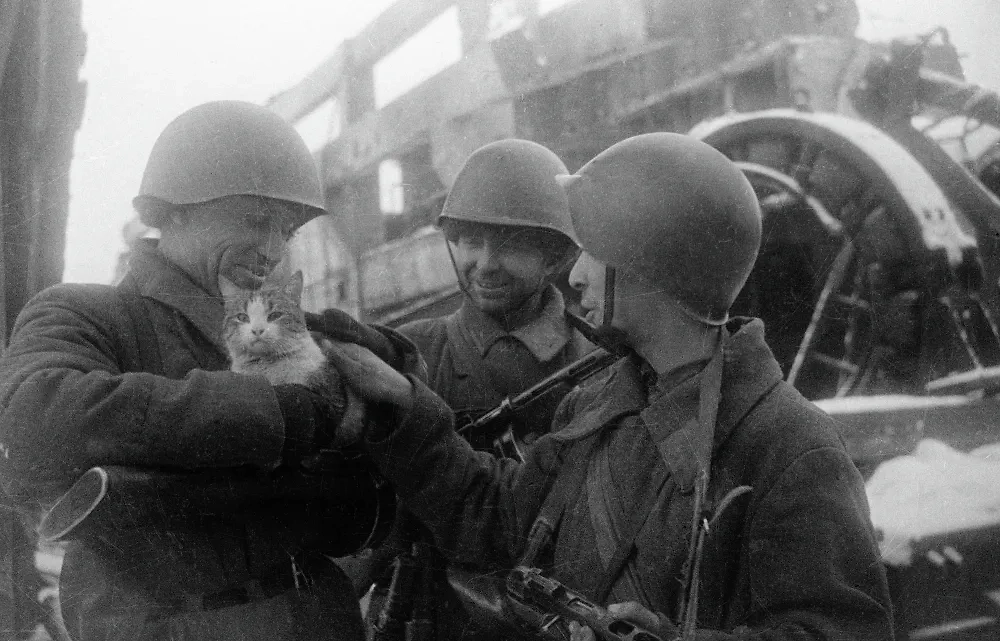 Кошки спасли блокадный Ленинград от вымирания. Фото © РИА «Новости» / Яков Рюмкин