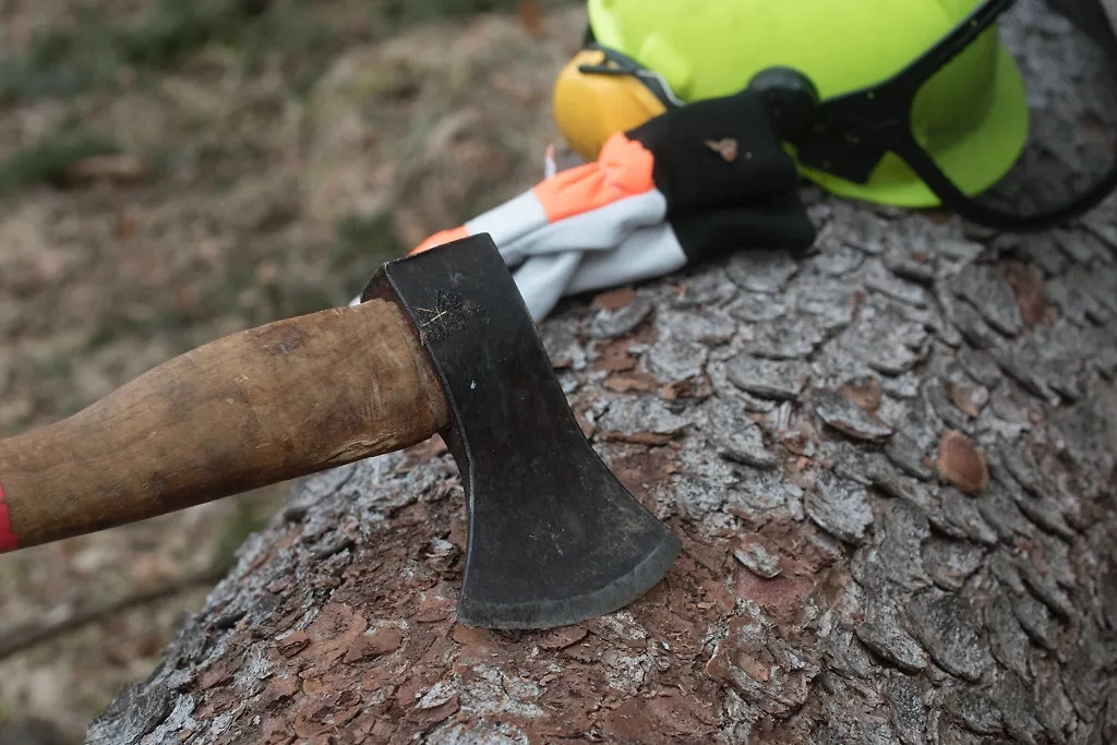 Обложка © ТАСС / IMAGO/Elmar Gubisch