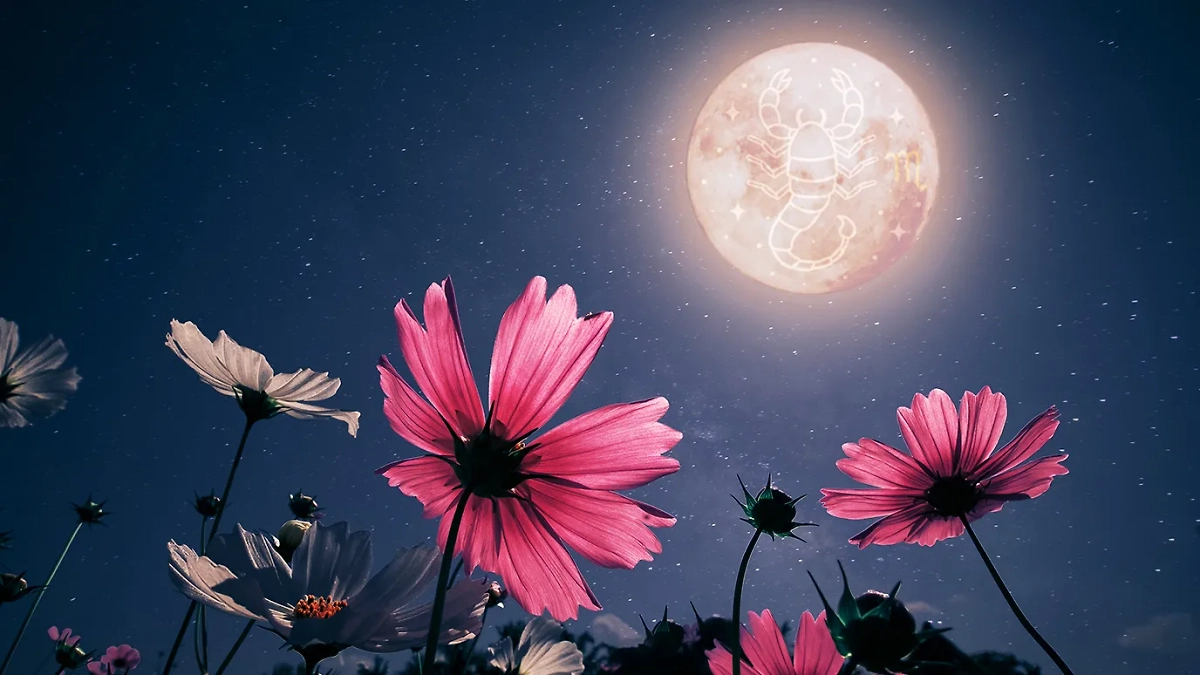 Цветочная луна в мае 2025 года: какой она будет? Обложка © Коллаж © Life.ru, фото © Shutterstock / FOTODOM / WinWin artlab, jakkapan