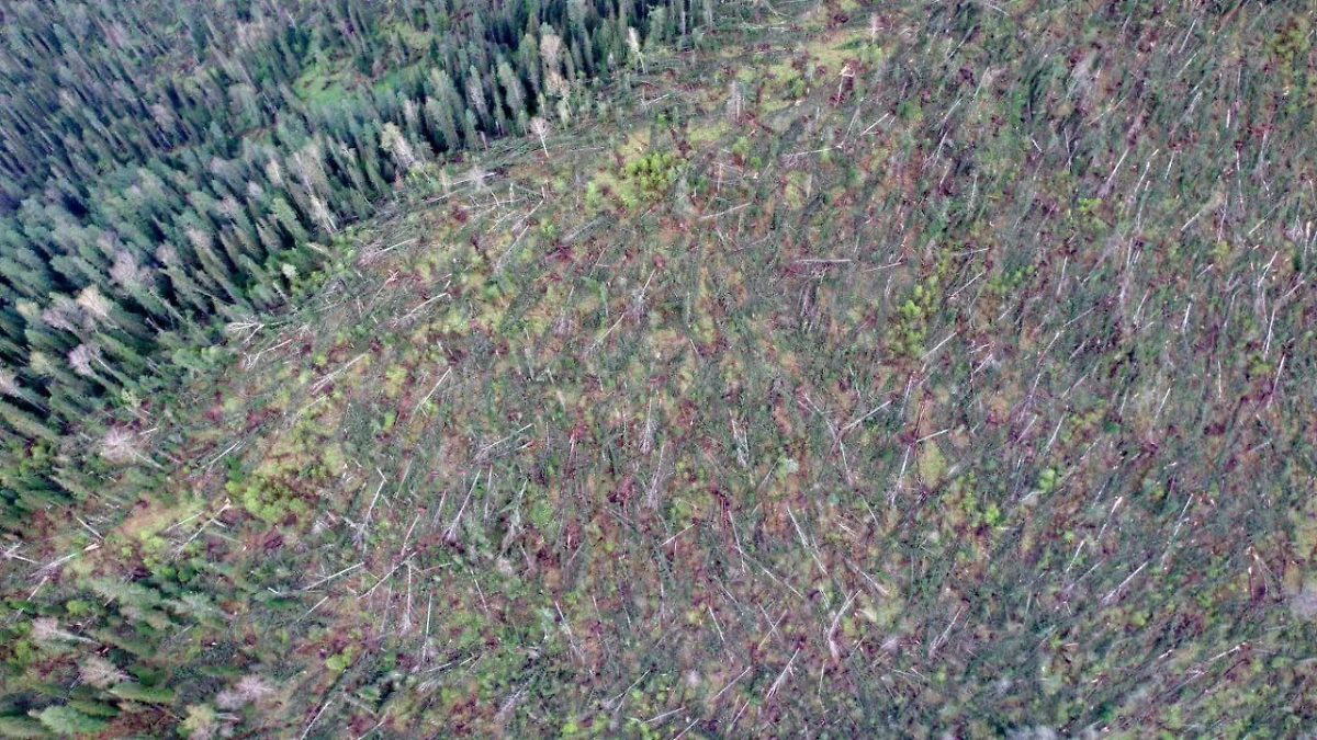 Обложка © Telegram / Республика Алтай в Telegram